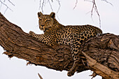 A leopard, Panthera pardus, Khwai concession, resting in a tree in the Okavango Delta's Khwai concession. Botswana.