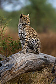 Ein Leopard, Panthera pardus, steht auf einem toten, umgestürzten Baum in der Khwai-Konzession des Okavango-Deltas. Botsuana.