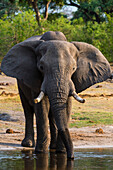Afrikanischer Elefant, Loxodonta africana, trinkt in der Khwai-Konzession des Okavango-Deltas. Botsuana.