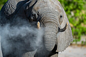 Afrikanischer Elefant, Loxodonta africana, nimmt ein Staubbad in der Khwai-Konzession des Okavango-Deltas. Botsuana.