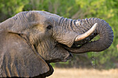 Ein afrikanischer Elefant, Loxodonta africana, trinkt in der Khwai-Konzession im Okavango-Delta. Botsuana.