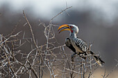 Ein südlicher Gelbschnabel-Hornvogel, Tockus leucomelas, hockt auf einem Busch. Nxai Pan, Botsuana