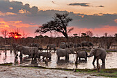 African elephants, Loxodonta africana, drinking in the river Khwai at sunset. Khwai Concession, Okavango Delta, Botswana