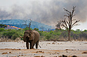 Ein afrikanischer Elefant an einer Wasserstelle, Loxodonta africana, im Hintergrund ein Buschfeuer auf den Hügeln um den Savuti-Sumpf. Savuti, Chobe-Nationalpark, Botsuana