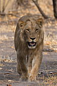 Ein männlicher Löwe, Panthera leo, geht spazieren und schaut in die Kamera. Savuti, Chobe-Nationalpark, Botsuana
