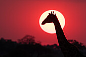 A giraffe, Giraffa camelopardalis, at sunset. Savuti, Chobe National Park, Botswana