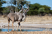 Ein männlicher Großer Kudu, Tragelaphus strepsiceros, am Wasserloch. Kalahari, Botsuana