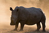 Portrait of a white rhinoceros, Ceratotherium simum, at sunset in a cloud of dust. Kalahari, Botswana