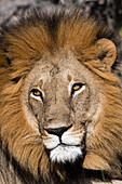 Nahaufnahme eines männlichen Löwen, Panthera leo. Moremi-Wildreservat, Okavango-Delta, Botsuana