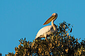 Ein großer weißer Pelikan, Pelecanus onocrotalus, auf einer Baumkrone. Khwai-Konzession, Okavango-Delta, Botsuana