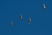 Heiliger Ibis, Threskiornis aethiopicus, im Flug. Khwai-Konzession, Okavango-Delta, Botsuana