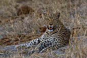 Porträt eines Leoparden, Panthera pardus, beim Ruhen. Savuti, Chobe-Nationalpark, Botsuana