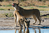 Two lionesses, Panthera leo, at waterhole. Savuti, Chobe National Park, Botswana