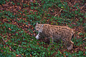 Portrait of a European lynx, Lynx lynx, walking. Bayerischer Wald National Park, Bavaria, Germany.