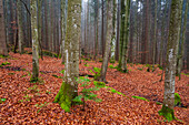 A foggy Bavarian forest in autumn. Bayerischer Wald National Park, Bavaria, Germany.