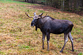 An Eurasian elk, Alces alces, standing. Captive.