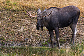 Ein in Gefangenschaft lebender eurasischer Elch, Alces alces, an einer Wasserstelle. Nationalpark Bayerischer Wald, Bayern, Deutschland.