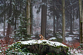 Ein grauer Wolf, Canis lupus, ruht auf einem schneebedeckten, moosbewachsenen Felsblock in einem nebligen Wald. Nationalpark Bayerischer Wald, Bayern, Deutschland.