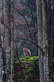An alert European lynx, Lynx lynx, on a mossy boulder in a foggy forest. Bayerischer Wald National Park, Bavaria, Germany.
