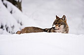 Ein Grauer Wolf, Canis lupus, im Nationalpark Bayerischer Wald. Deutschland.