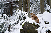 Ein Europäischer Luchs, Lynx linx, sitzt auf einem Felsen im Nationalpark Bayerischer Wald. Deutschland.