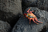 A Sally lightfoot crab, Grapsus grapsus, walking on volcanic rocks. Espanola Island, Galapagos, Ecuador