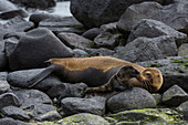 A Galapagos sea lion, Zalophus californianus wollebaeki, with its pup. Espanola Island, Galapagos, Ecuador