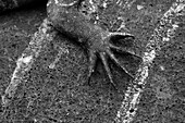 Nahaufnahme des Fußes eines Meeresleguans, Amblyrhynchus cristatus. Insel Espanola, Galapagos, Ecuador