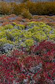 Colorful vegetation on Punta Suarez. Espanola Island, Galapagos, Ecuador