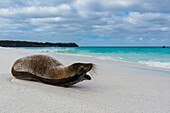 Galapagos sea lion, Zalophus californianus wollebaeki, resting on a sandy beach. Gardner Bay, Galapagos, Ecuador