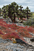 Sesuvium edmonstonei and cactus on South Plaza Island. South Plaza Island, Galapagos, Ecuador