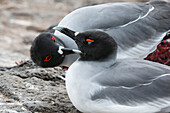 A pair of swallow-tailed gulls, Larus furcatus. South Plaza Island, Galapagos, Ecuador