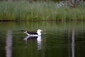 A lesser black-backed gull, Larus fuscus, swimming in a lake. Kuhmo, Oulu, Finland.
