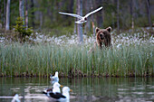 Ein Europäischer Braunbär, Ursus arctos arctos, im hohen Gras und beobachtet Möwen. Kuhmo, Oulu, Finnland.