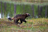 Portrait of a wolverine, Gulo gulo, running. Kuhmo, Oulu, Finland.