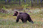 Porträt eines europäischen Braunbären, Ursus arctos arctos, beim Gehen. Kuhmo, Oulu, Finnland.