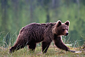 Porträt eines europäischen Braunbären, Ursus arctos arctos, beim Gehen. Kuhmo, Oulu, Finnland.