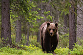 A European brown bear, Ursus arctos arctos, walking in the forest. Kuhmo, Oulu, Finland.