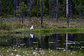 Eine Heringsmöwe, Larus argentatus, an einem Seeufer. Kuhmo, Oulu, Finnland.