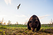 A close up wide angle picture of a European brown bear, Ursus arctos arctos, taken by a remote camera. Kuhmo, Oulu, Finland.