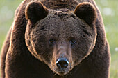 Nahaufnahme eines europäischen Braunbären, Ursus arctos arctos. Kuhmo, Oulu, Finnland.
