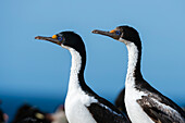 Two imperial shags, Leucocarbo atriceps. Pebble Island, Falkland Islands