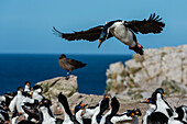 An imperial shag, Leucocarbo atriceps, landing. Pebble Island, Falkland Islands