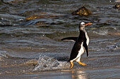 Gentoo penguin, Pygoscelis papua, coming ashore. Pebble Island, Falkland Islands