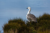 Eine männliche Hochlandgans, Chloephaga picta, an einem Seeufer. Pebble-Insel, Falklandinseln