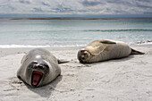 Junge Südliche Seeelefanten, Mirounga leonina, beim Ausruhen am Strand. Seelöweninsel, Falklandinseln