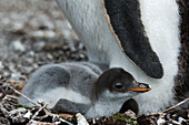 Ein Eselspinguin-Küken, Pygoscelis papua. Seelöweninsel, Falklandinseln