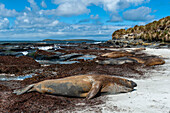 Southern elephant seal , Mirounga leonina, on a beach. Sea Lion Island, Falkland Islands