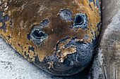 A southern elephant seal molting, Mirounga leonina, looks into camera. Sea Lion Island, Falkland Islands
