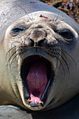 A southern elephant seal, Mirounga leonina, barking. Sea Lion Island, Falkland Islands